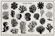 Aquatic Natural History Collection, an Object Graphic by Blixa 6 Studios (Thumbnail 17 of 24)