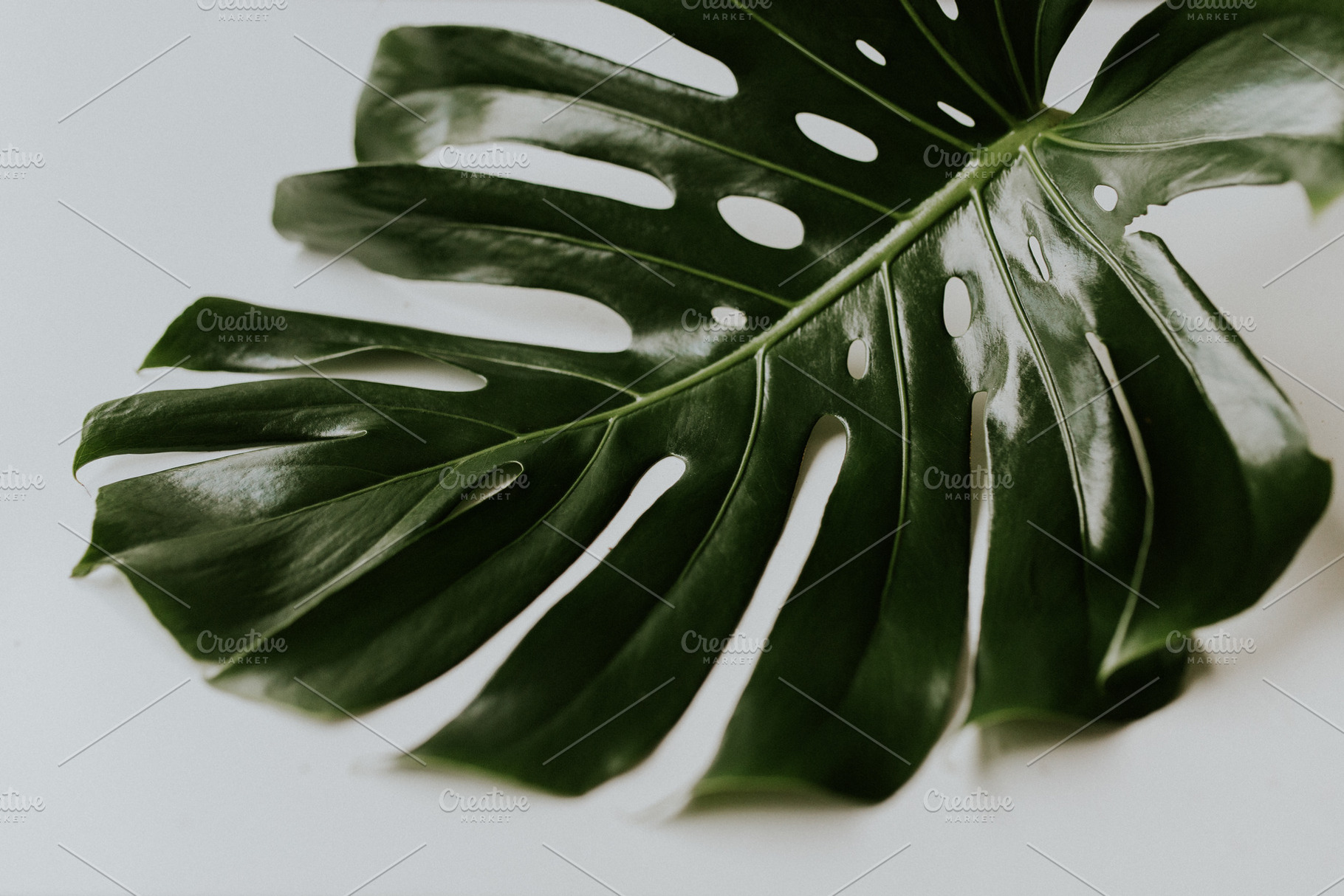 Monstera Leaf, a Nature Photo by ashleyschulman