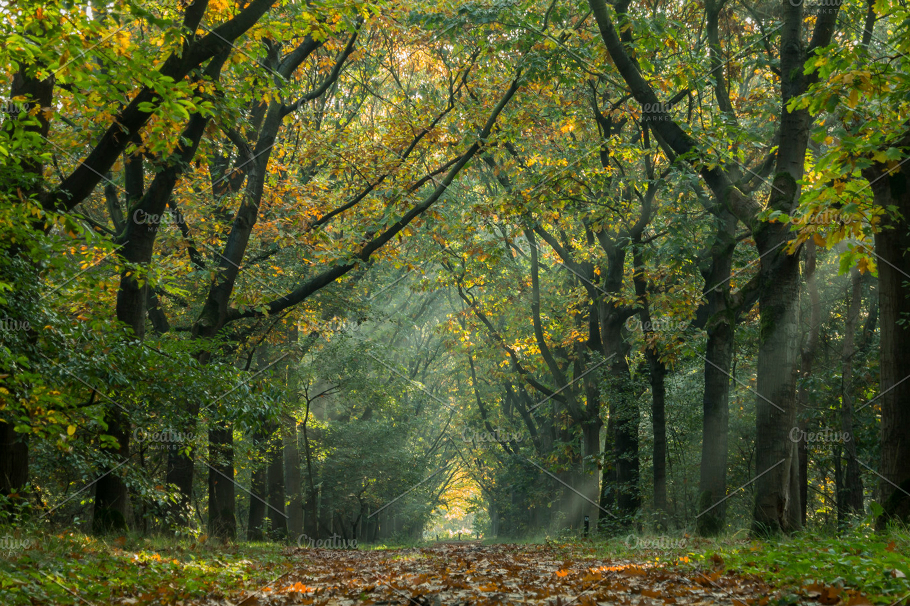 Forest Light Tunnel, a Nature Photo by ArtefShop