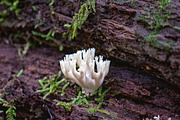 Mushrooms In The Forest Photography, a Nature Photo by Full Circle Design Studio (Thumbnail 35 of 38)