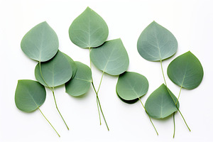 Green eucalyptus leaves isolated on white background, a Nature Photo by AlyaAnd