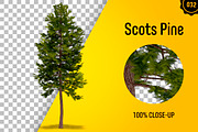 CUT OUT TREES - 60 PCS BUNDLE, a Packaging Mockup by 3DSTORE (Thumbnail 33 of 63)