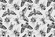 Vintage Insects Vector Set, an Animal Illustration by Vecster (Thumbnail 4 of 4)