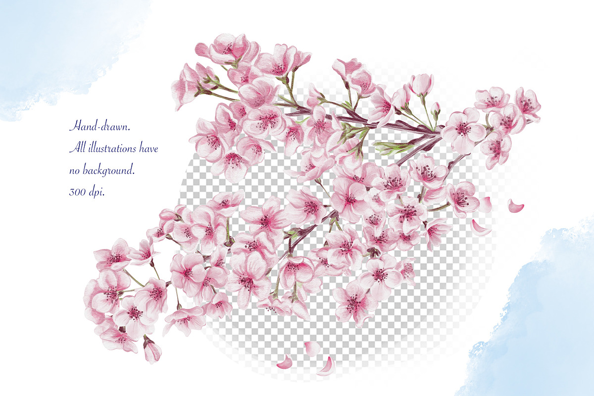 Cherry Blossoms clip art watercolor, an Illustration by Alena Sid (Photo 3 of 16)