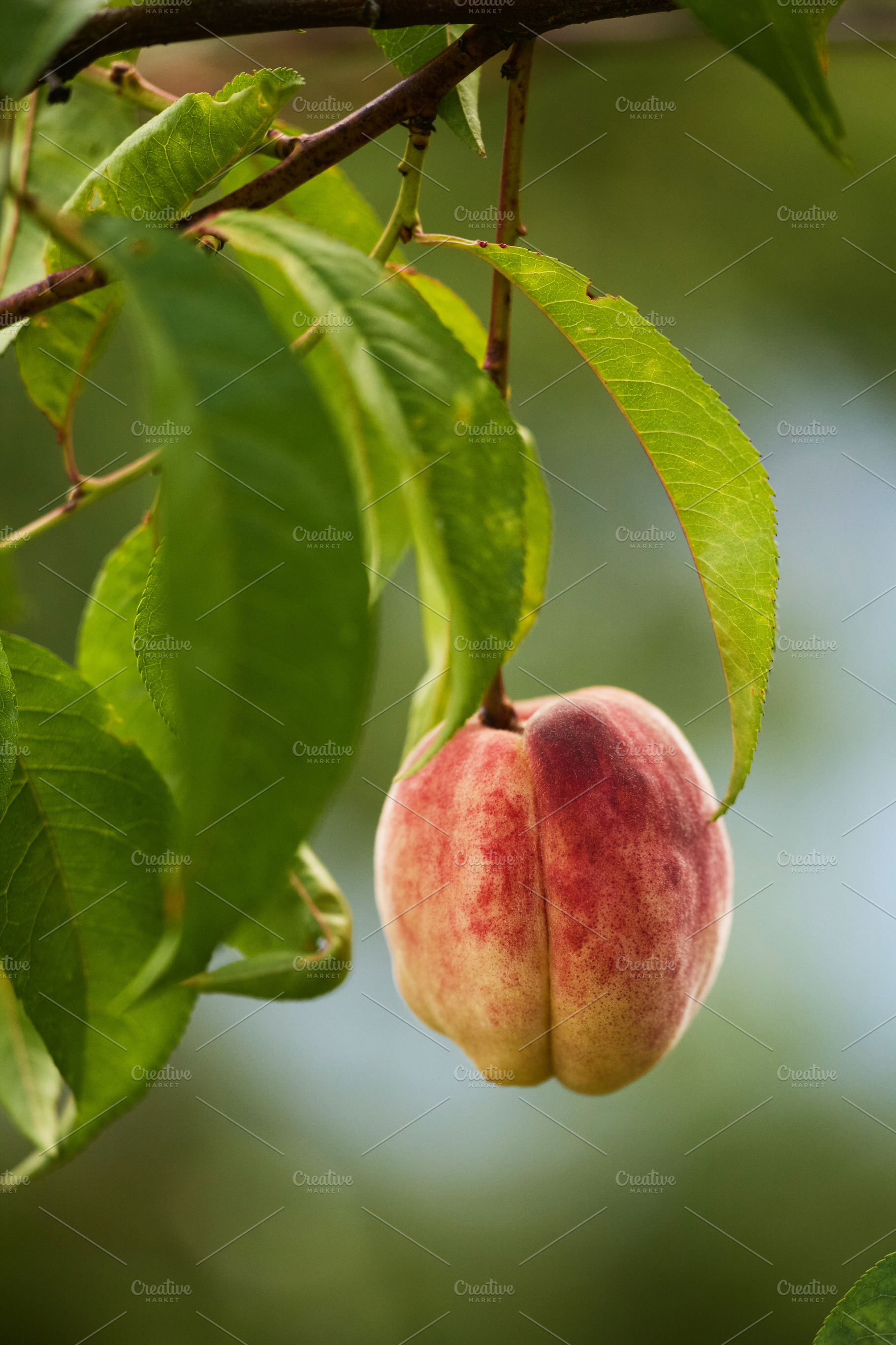 Ripe peach hanging on tree branch. Vertical close-up photo of fresh organic pea, a Nature Photo by Rohan Photography