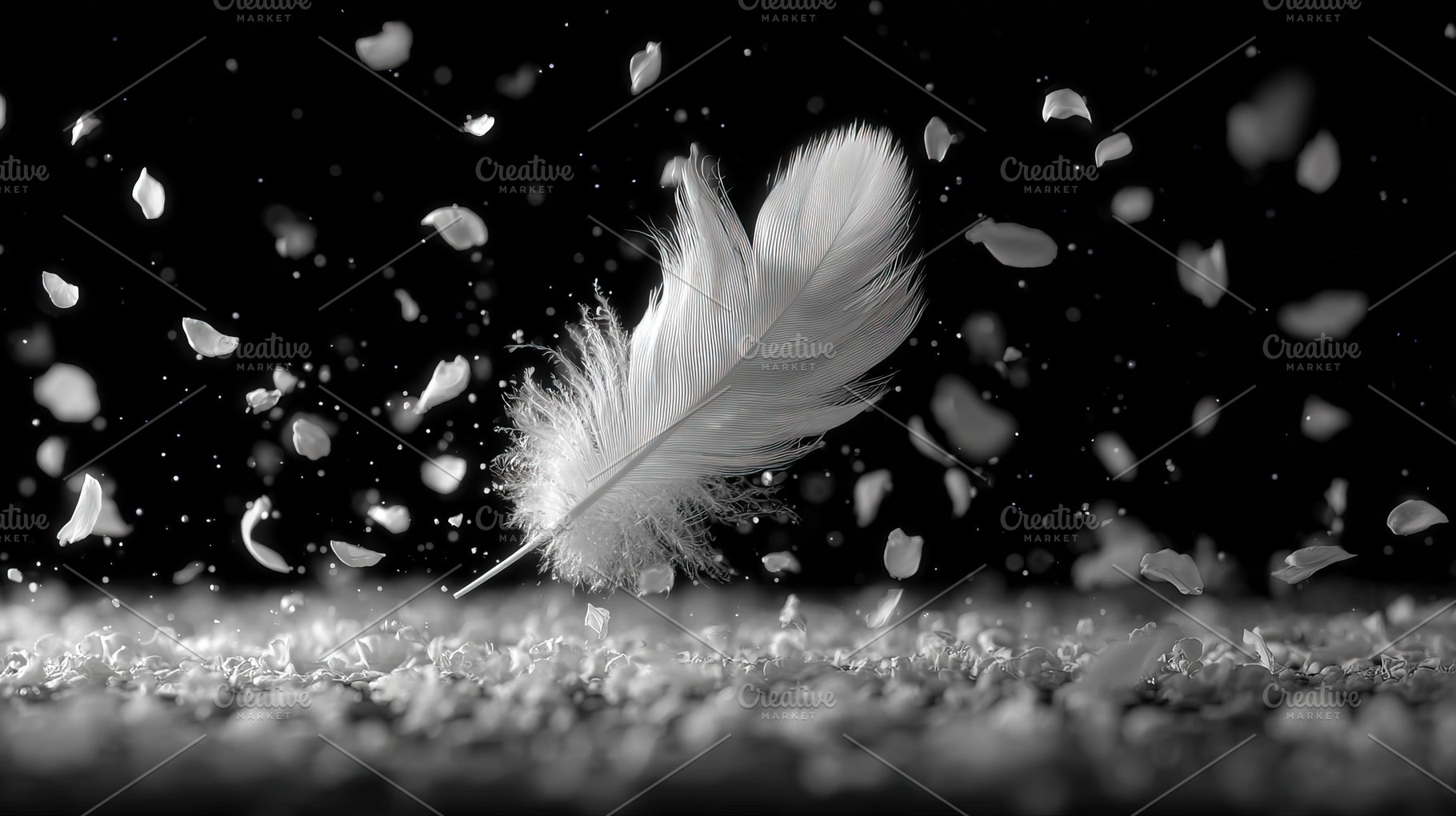 White Feather and Petals on Black, an Animal Photo by Ales Munt