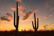 Sunset at Saguaros, a Nature Photo by Lucky Photographer (Thumbnail 2 of 2)