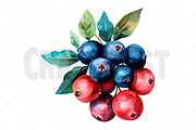 Watercolor Berries Clipart, an Illustration by Craft Nest (Thumbnail 11 of 12)