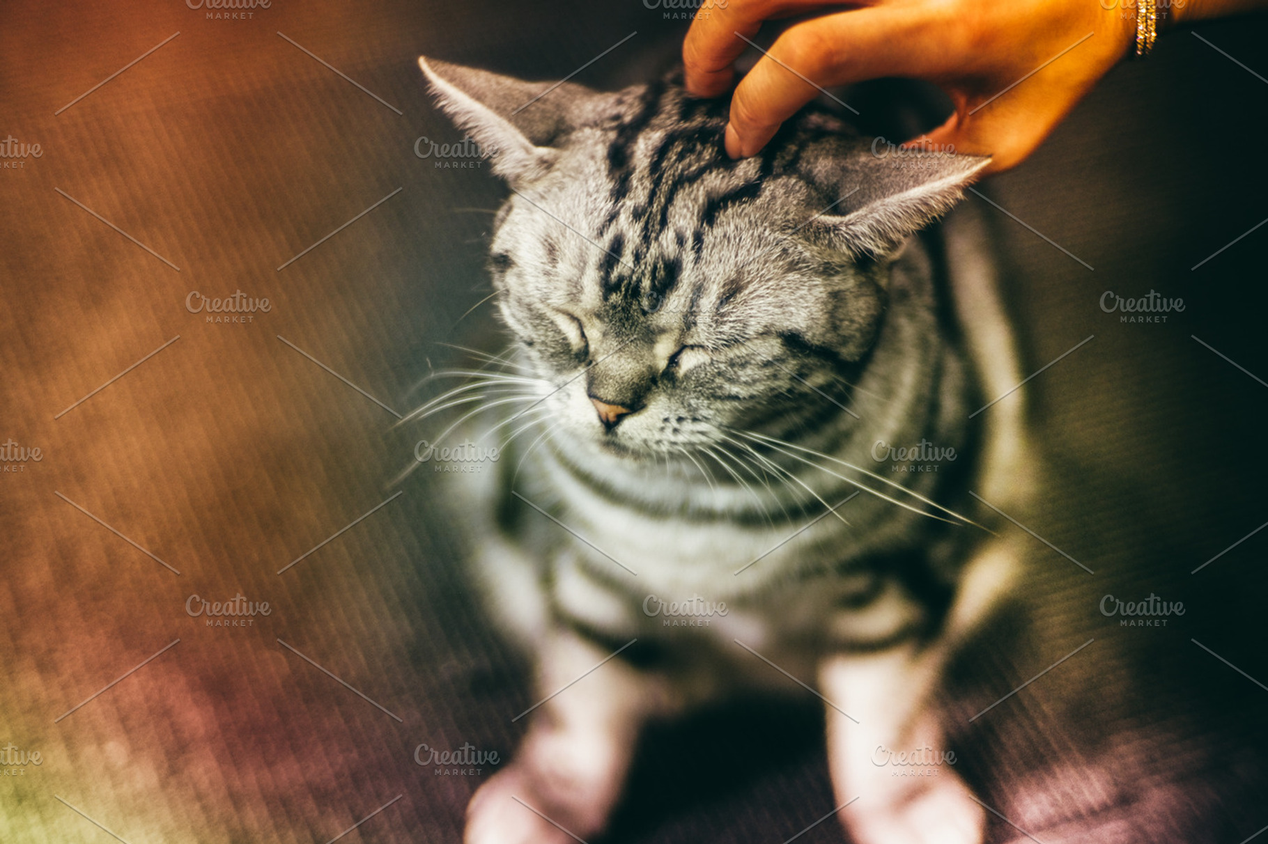 Japanese Cat, an Animal Photo by The Kandid