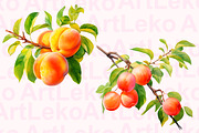 Apricots Watercolor Clipart, a Food Illustration by LekoArt (Thumbnail 3 of 10)