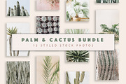 Palm & Cactus Bundle, a Nature Photo by Floral Deco (Thumbnail 1 of 6)