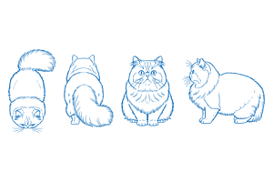 Hand Drawn Persian Cat Vector, an Animal Illustration by MkStudio