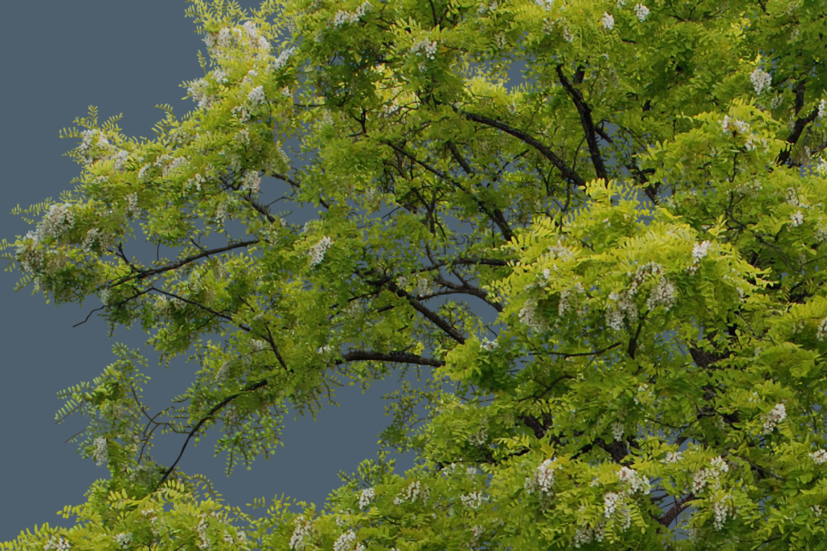 10 PSD Trees Collection 1 preview 2