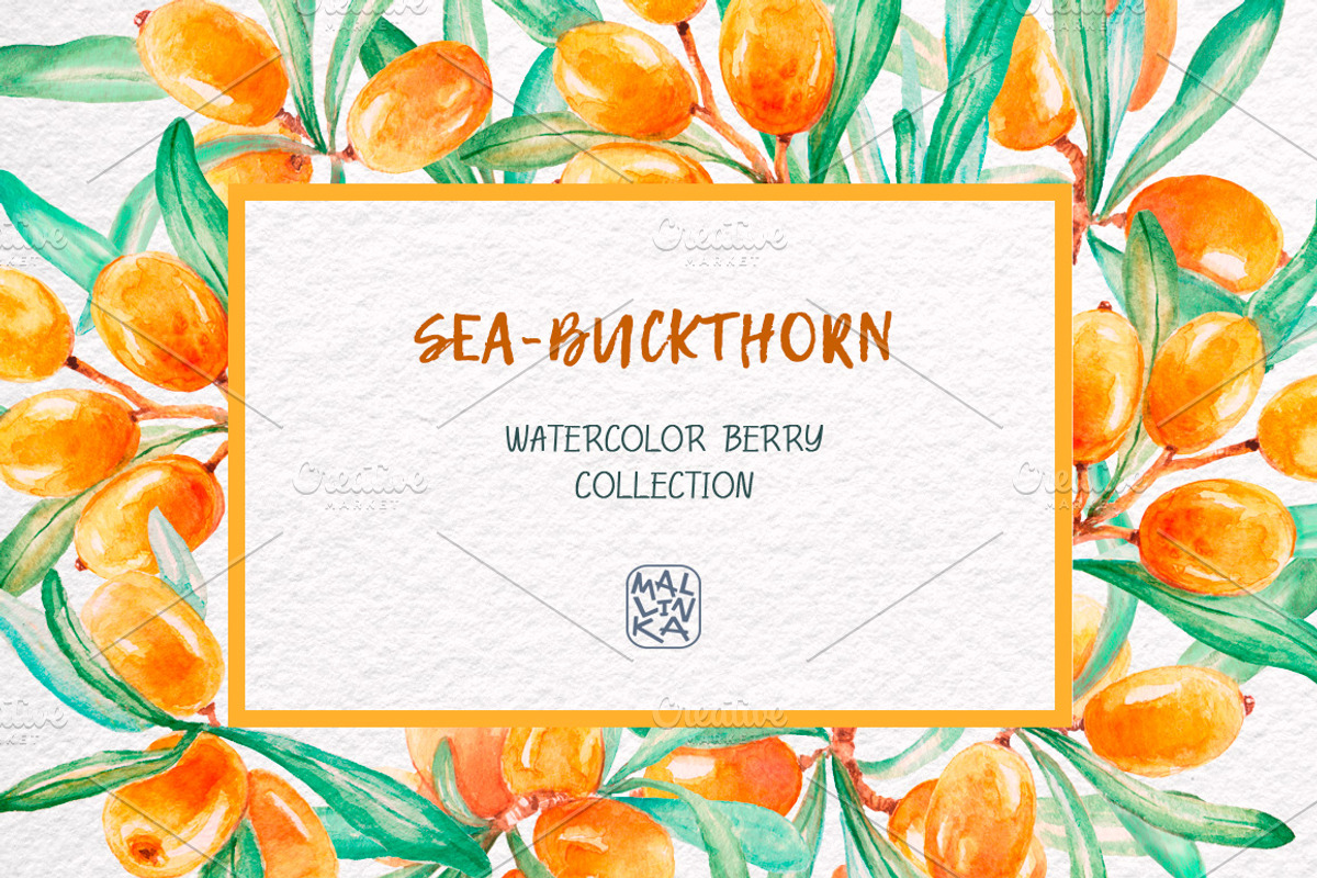 Sea-buckthorn, watercolor collection, an Illustration by Mallinka (Photo 10 of 11)