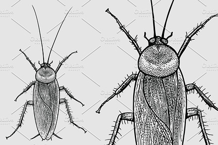 Cockroach illustration