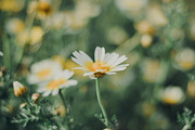 Pro Lightroom Presets Pack, an Action Add-On by Bamboobear Books Shop (Thumbnail 4 of 7)