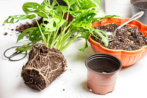 Repot a monstera Monstera Adansonii