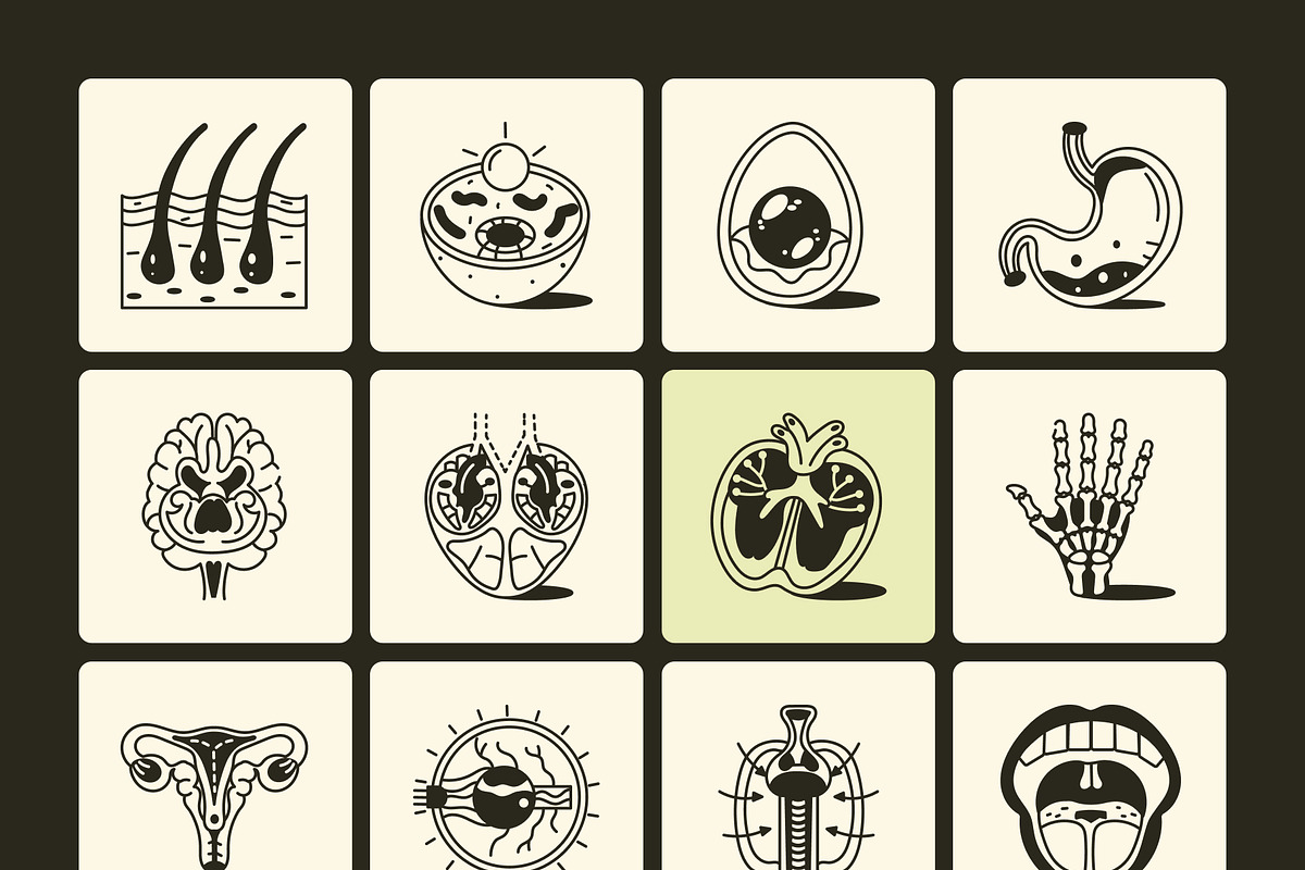 Anatomy Drawing Illustration, an Outline Icon by Vectors Market (Photo 7 of 8)