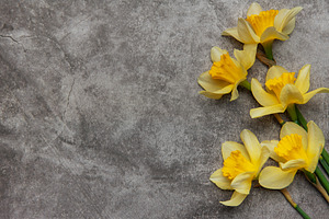Yellow daffodils lying on gray stone background with copy space, a Nature Photo by Olena Rudo