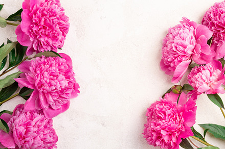 Pink peony flowers, an Arts & Entertainment Photo by LanaSweet