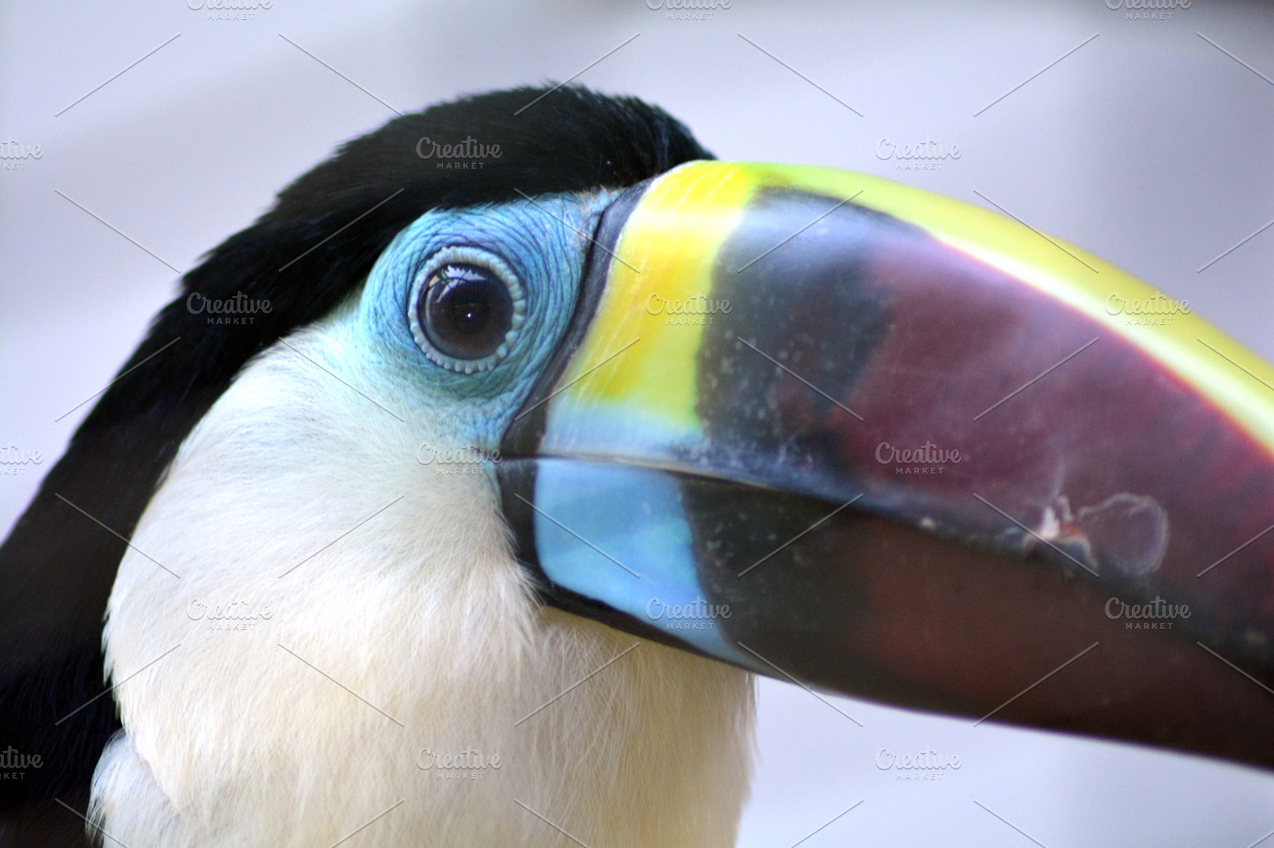 Hornbill containing hornbill, nature, and forest, a Nature Photo by K_Srinivas