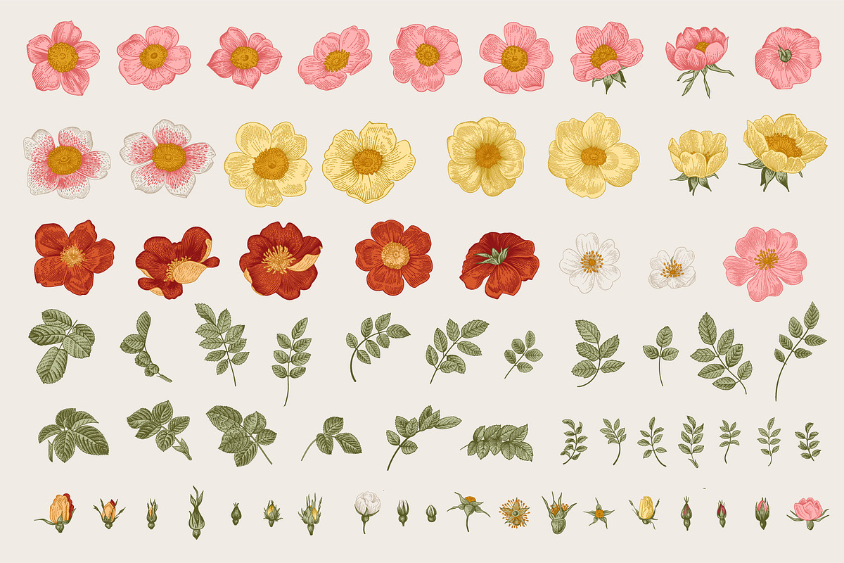 Wild Roses, a Decorative Illustration by olga.korneeva (Photo 7 of 24)