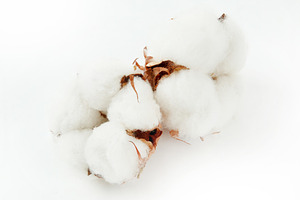 Cotton plant flower isolated