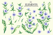 Chicory Plant Watercolor Collection, an Illustration by SashaKondr (Thumbnail 12 of 12)