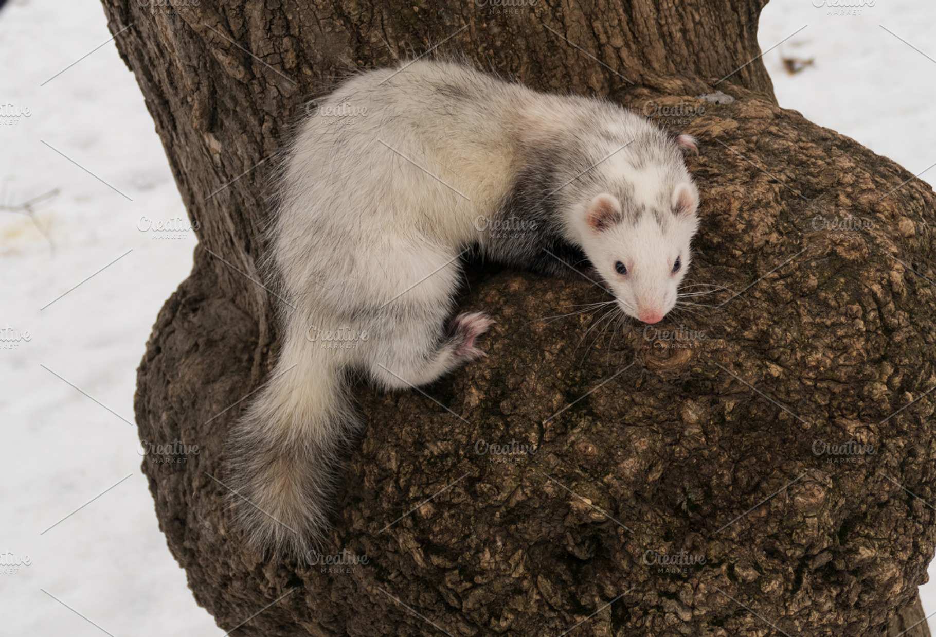 Ferret on a tree, a Background Photo by KAA