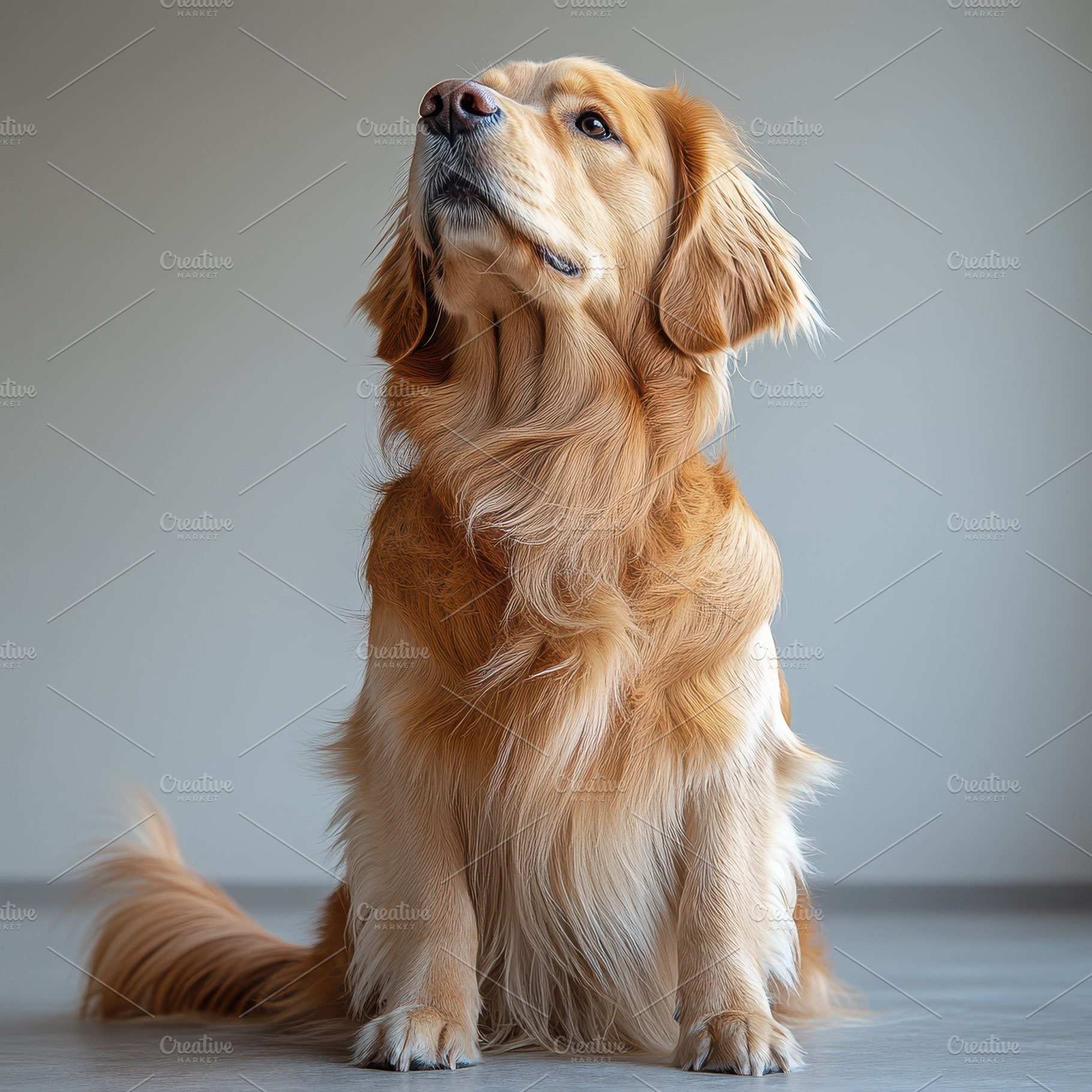 Golden Retriever Dog Sitting Indoors, an Animal Photo by Pixeness Studio