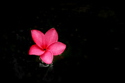 Pink Plumeria blossom, a Nature Photo by The Free Creatives (Thumbnail 1 of 2)