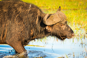 African Buffalo, an Animal Photo by THP Creative