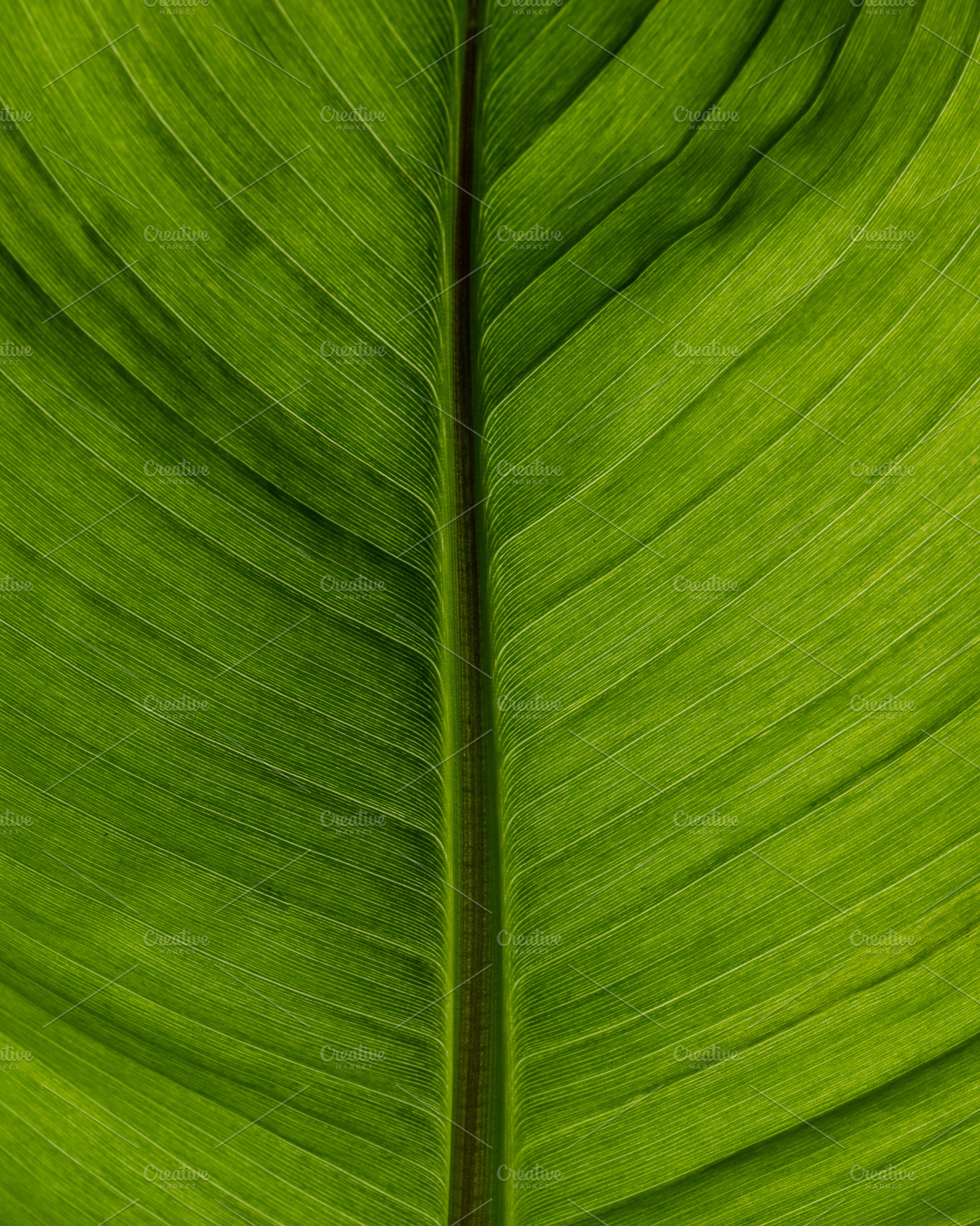Natural leaf with veins stock photo containing abstract and texture