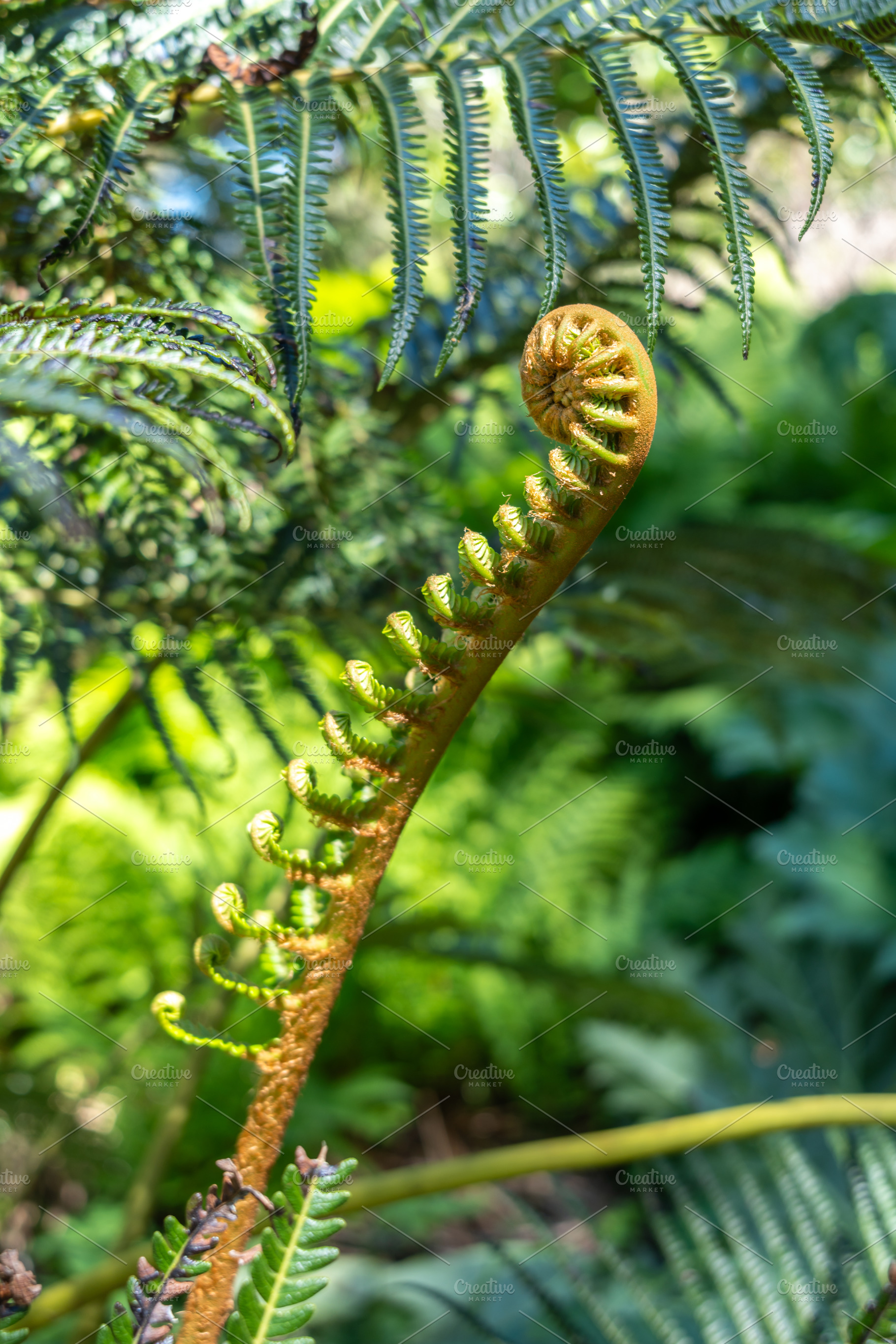 Young curled fern frond unfurling in a lush green environment, a Nature Photo by GoodGoods