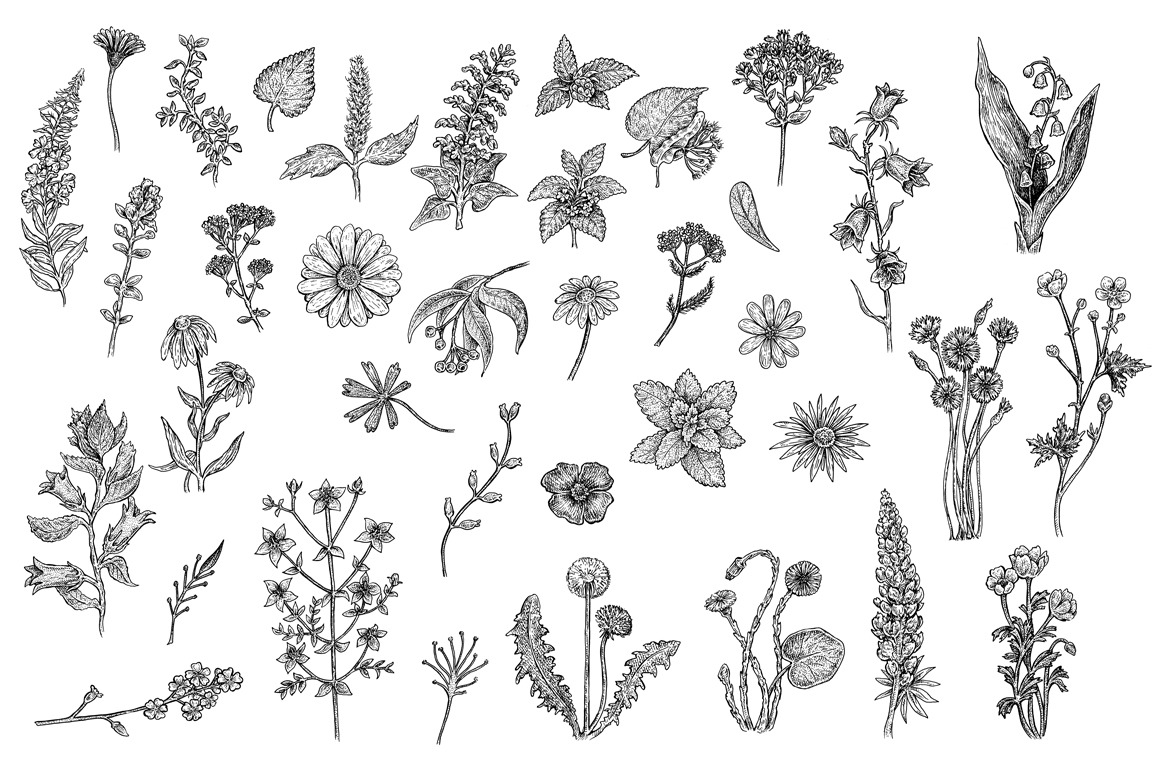 Herbs & Flowers, an Object Illustration by Eugenia Hauss Design