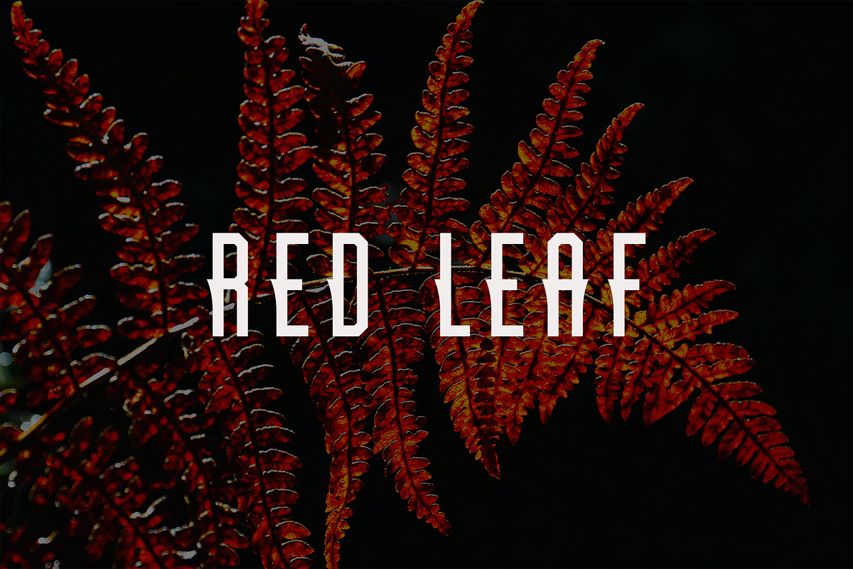 Kedleon, a Sans Serif Font by lelevien (Photo 2 of 5)