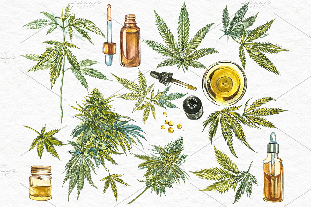 CBD Oil. Hemp illustration, a Food Illustration by Ann Astro (Photo 2 of 8)