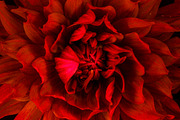Colorful Dahlia Flower Photo Bundle, a Nature Photo by Silent Nature (Thumbnail 6 of 6)