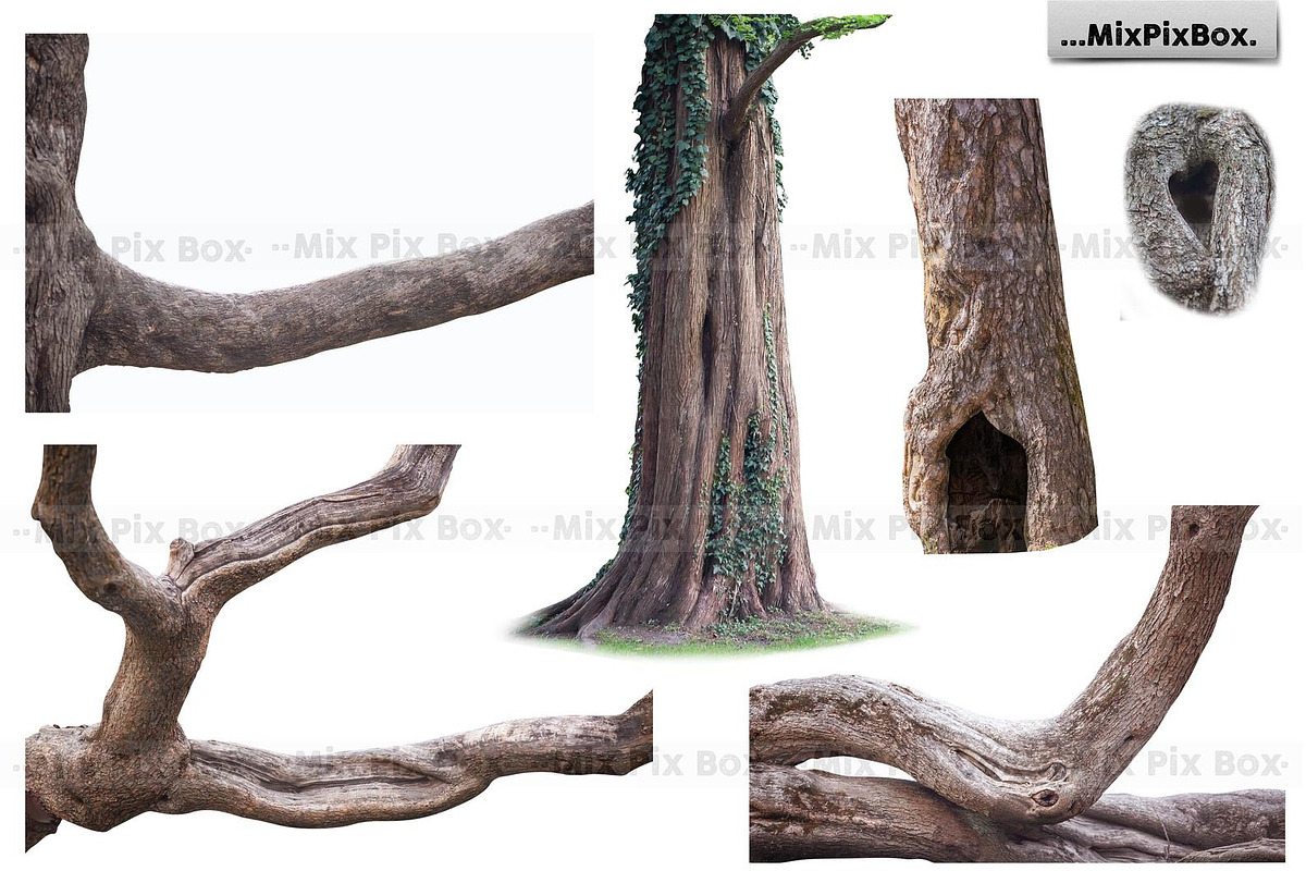Old Tree Trunk Photo Overlays, an Object Graphic by MixPixBox (Photo 2 of 3)