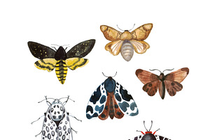 Watercolor Clipart. Moth Boho Png