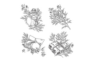 Wormwood plant and bottle of oil, an Object Illustration by Sabelskaya