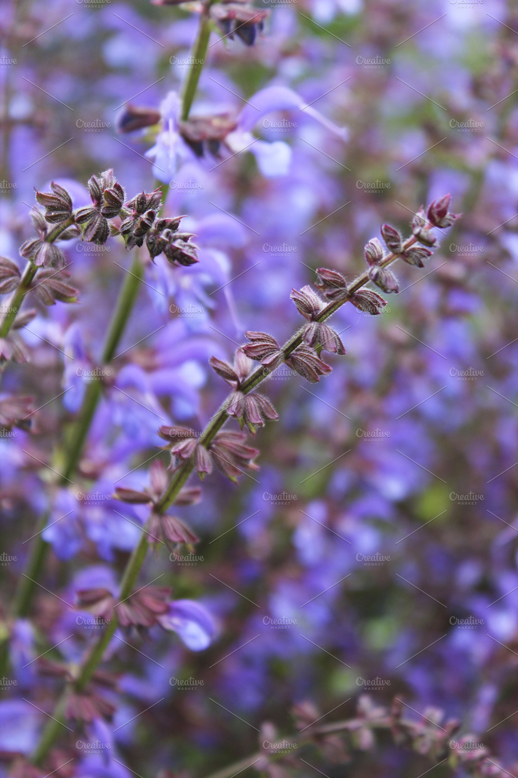 Lavender Focus