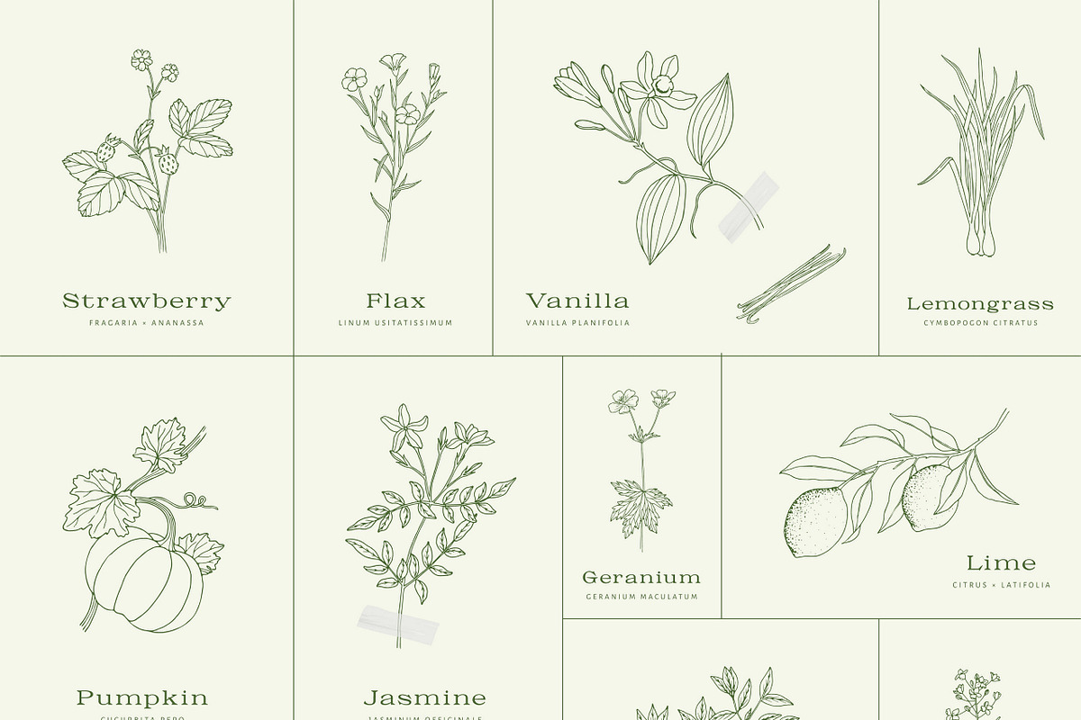 100+ plants bundle | vol. 1 + 2 + 3, an Illustration by Crocus Paperi (Photo 3 of 18)