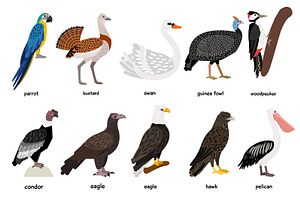 Big Set Of Different Birds