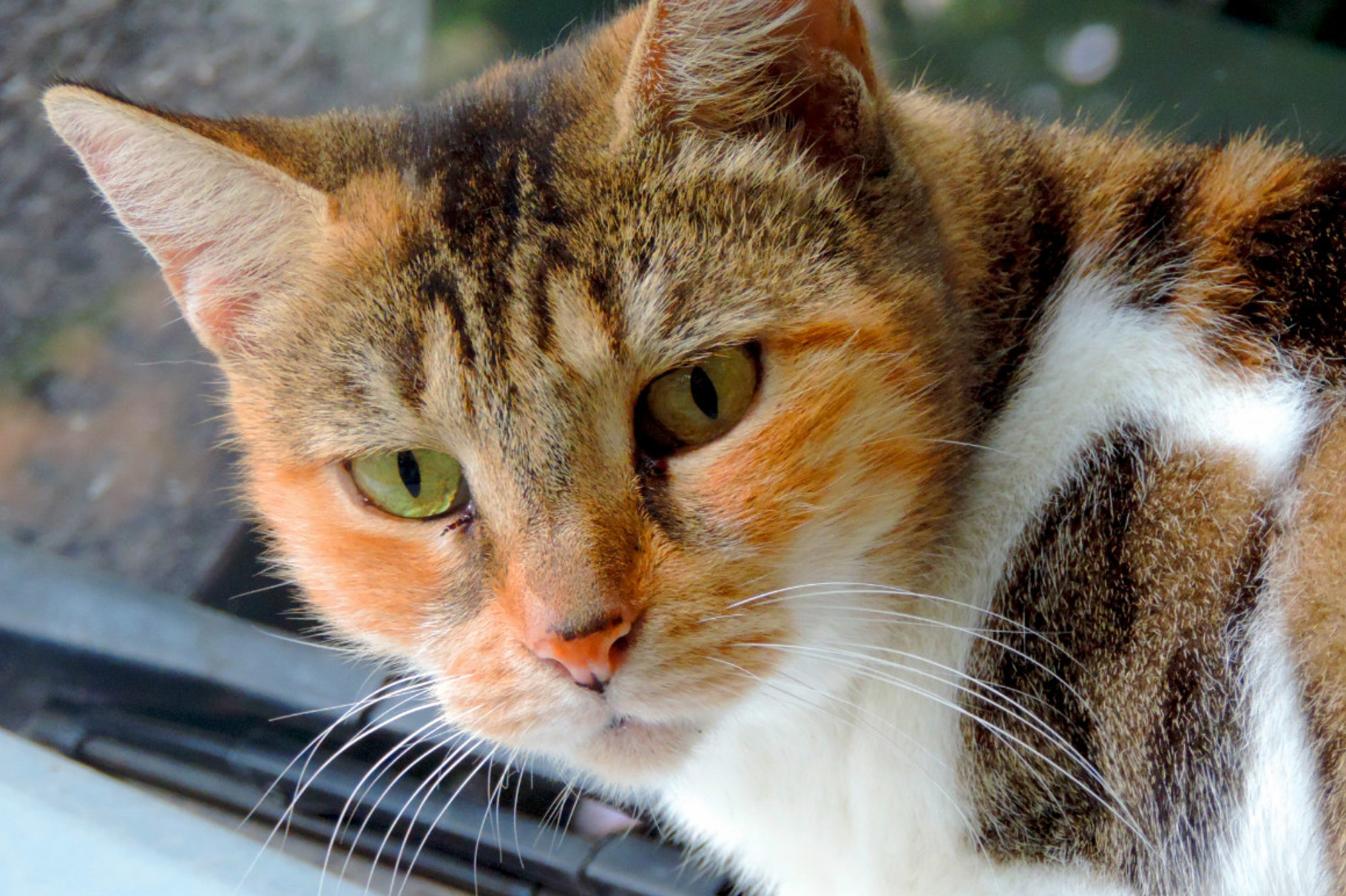 Cat stock photo