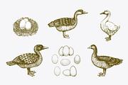 Farm Birds Vector collection, an Animal Illustration by Lubov Illustrations Shop (Thumbnail 3 of 6)
