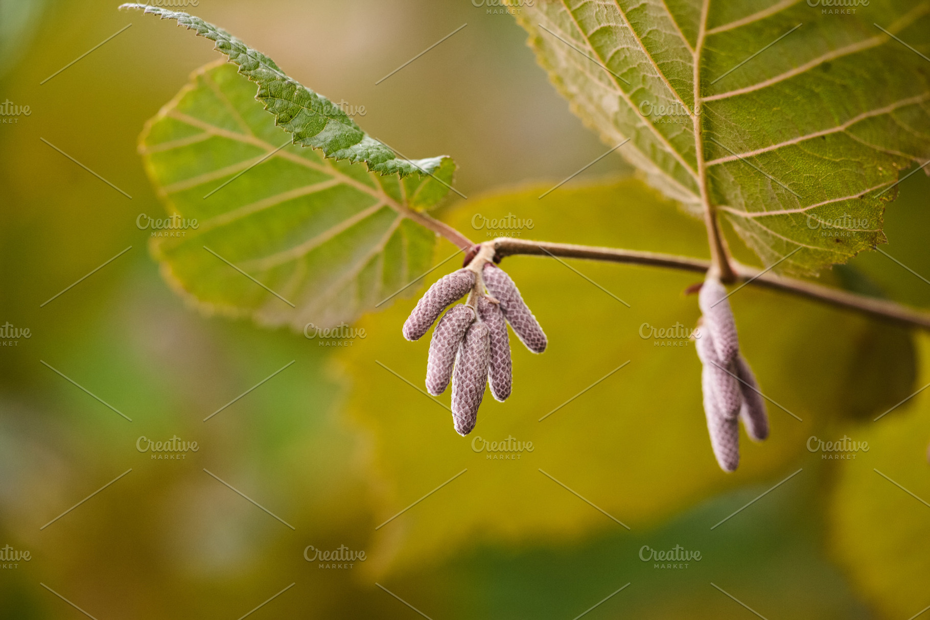 Young hazel catkins hanging on branch in autumn macro photo., a Nature Photo by Rohan Photography