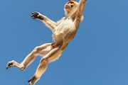 116 Flying animals, an Animal Photo by Handmadefont (Thumbnail 88 of 119)
