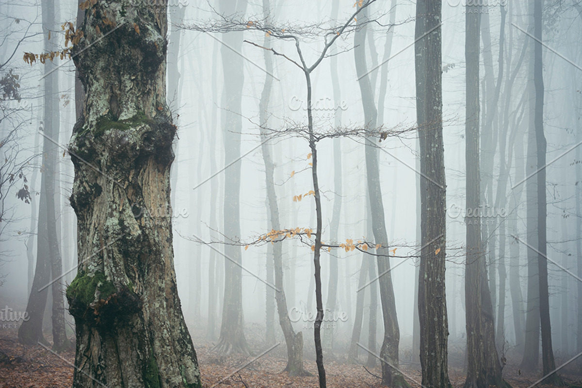 Halloween Forest pack 2018 Hi Res, a Nature Photo by Atmospheric visuals (Photo 10 of 11)