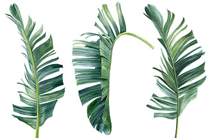 Watercolor Bundle Tropical Leaves